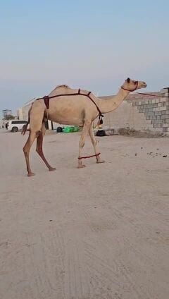 للبيع ناقه