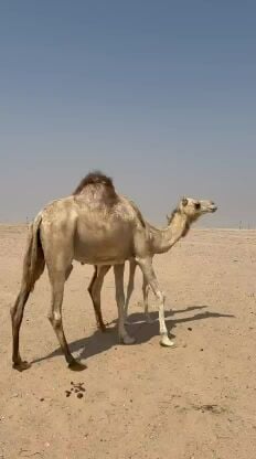 خلفه 