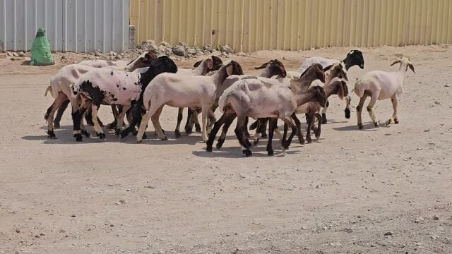 رخال