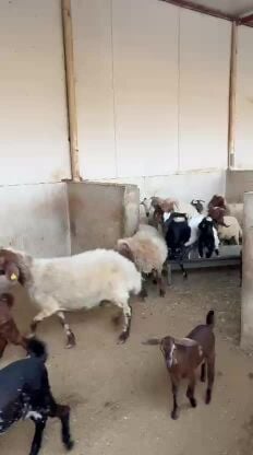  ٧ خرفان و ٢١ تيس للبيع بالجملة 