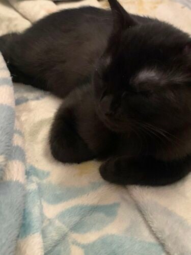 premium mix kitten playful & clean