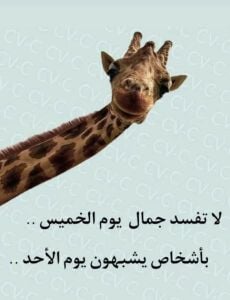 الدوحة