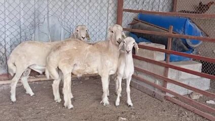 البيع هرافي حريه