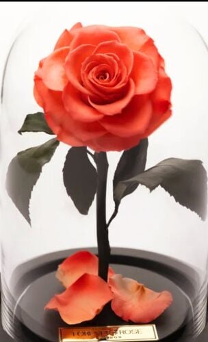 Forever Rose LondonEternity