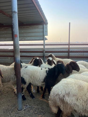 رخال جذاع طيبه