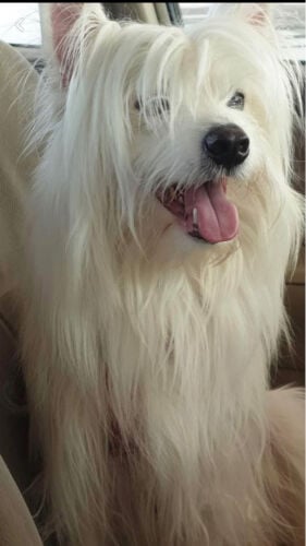 Japanese spitz