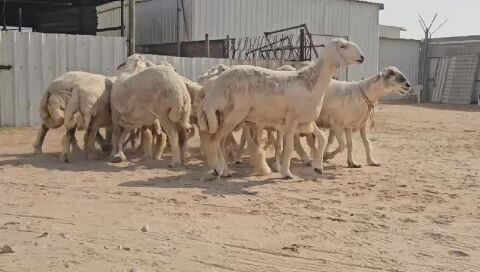 حريات حرش شبب
