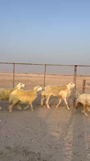 غنم حبص طيبه 
