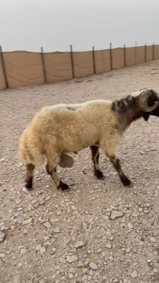 خروف للبيع