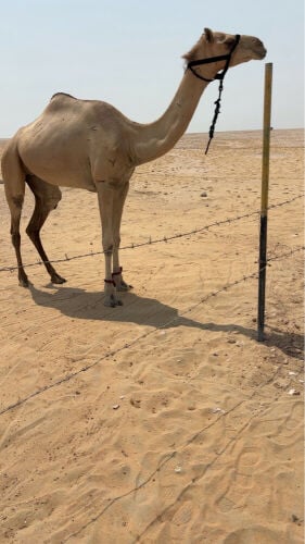 جذعه للبيع 
