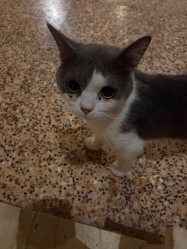 سلطان