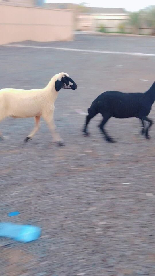 رخال عرب مكحله وسوداء