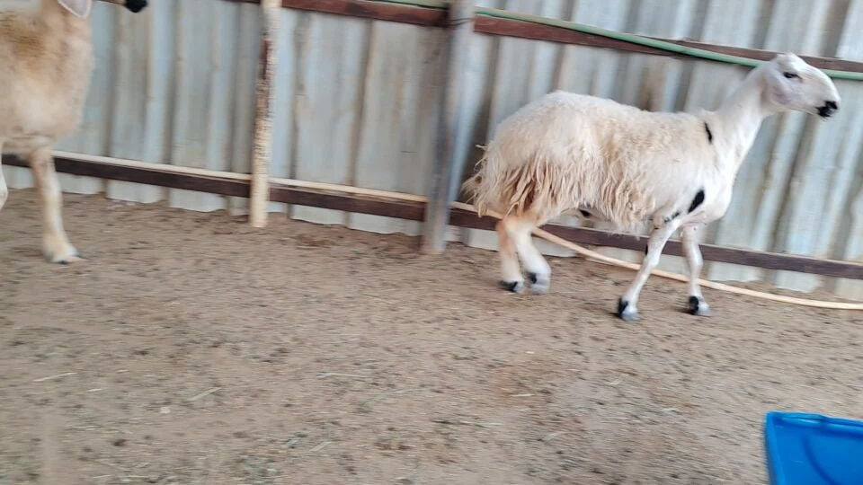 شويهات طيبه شكل وجرم