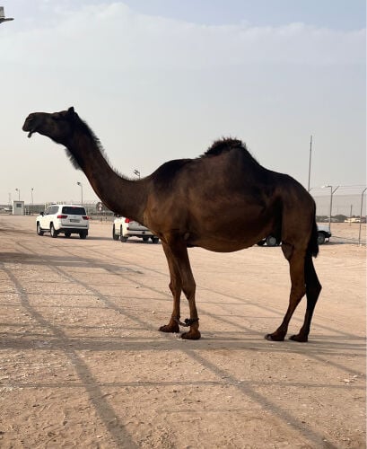 عرض فاخر 