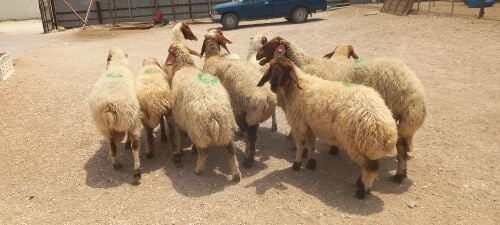 للبيع شويهات سوريه دفيع شرط طيبه