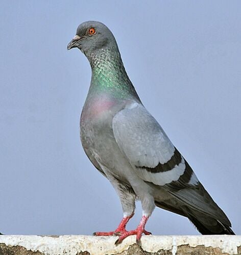 pegion