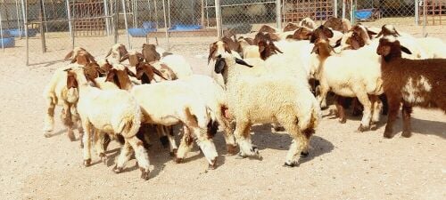 للبيع رخال سوريه  وصنف فاخره طيبه