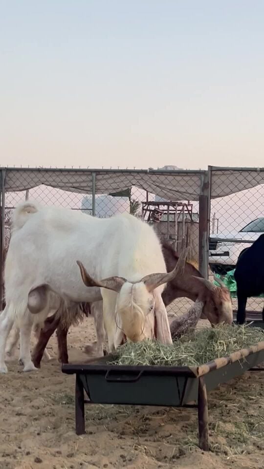 مطور صنف 