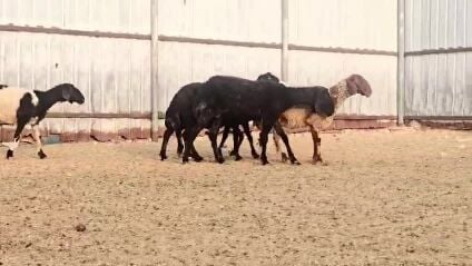 للبيع شويهات عرب طيبه
