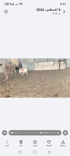 شه بربريه وصل للولاده