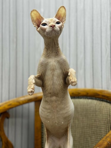 Rare Sphynx cat