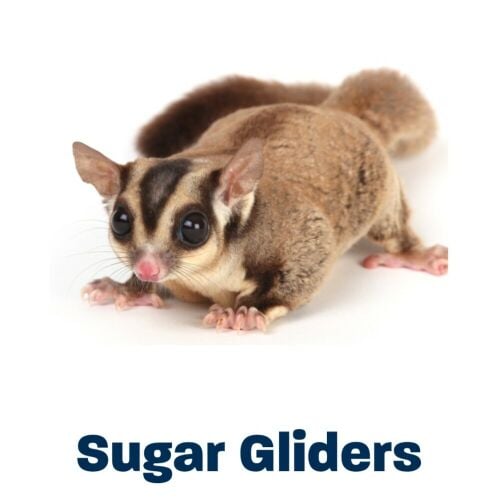 Sugar Glider 1pcs
