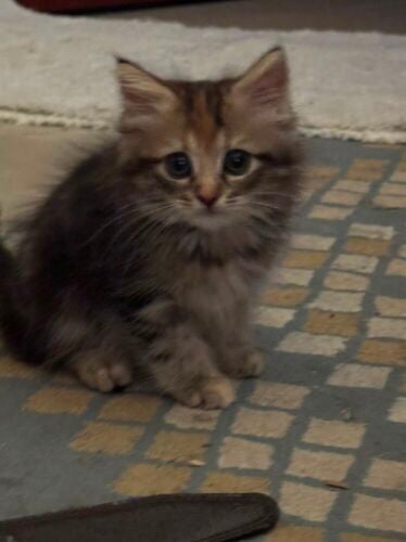 Siberian breed Kittens for sale