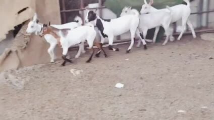 للبيع جمد عمانيات