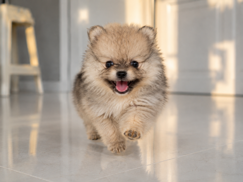 Teacup Pomeranians
