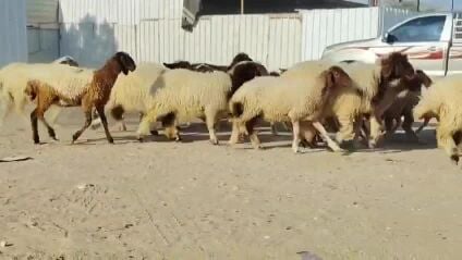 للبيع رخال سوريه طيبه