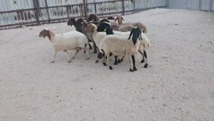 للبيع شويهات سوريه طيبه