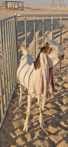 نوادر الحجازيات