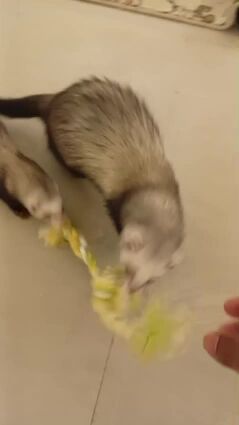 2 ferrets breeding