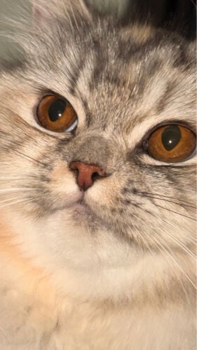 ‏cat