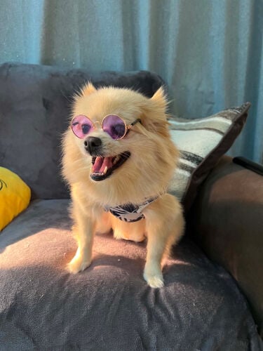 small Pomeranian female