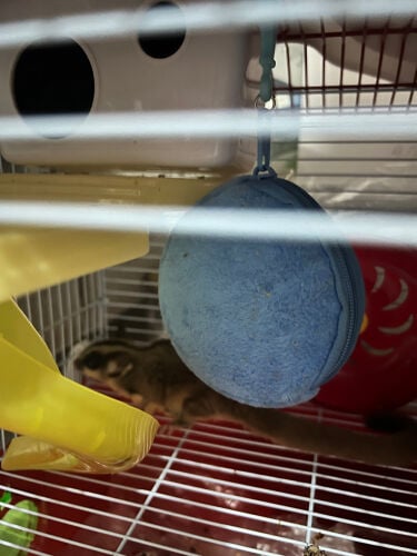 2 sugar Gliders