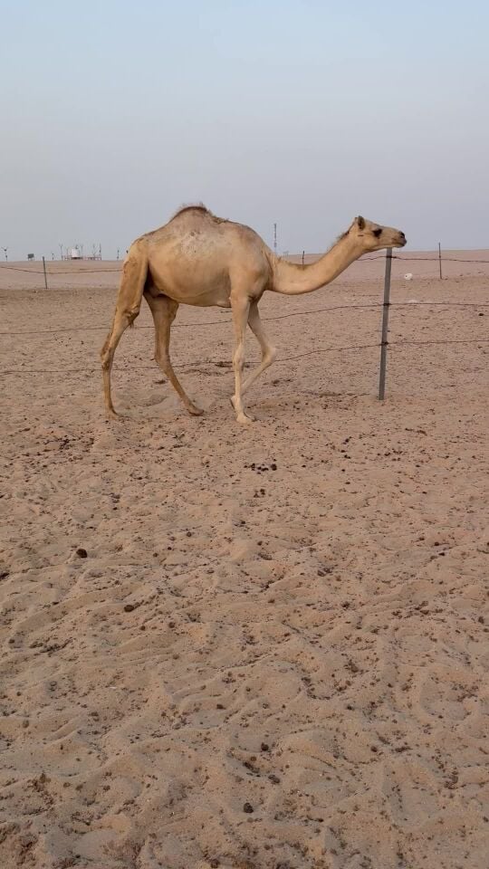للبيع