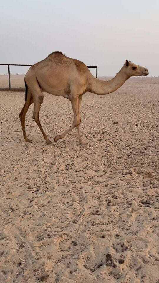 للبيع