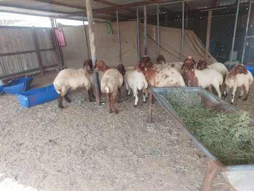 رخال سوريه طيبه فاخره صنف