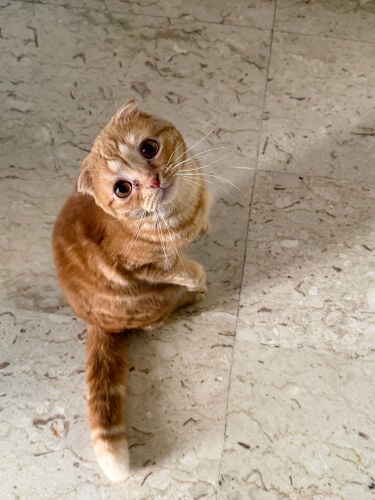 cat for adoption 