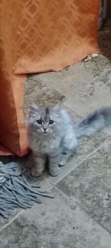 Shirazi Moon Face