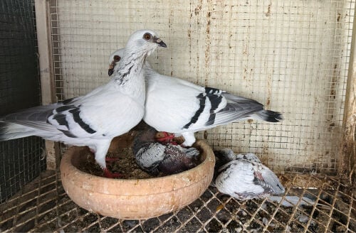 2 breeding pairs Suri 