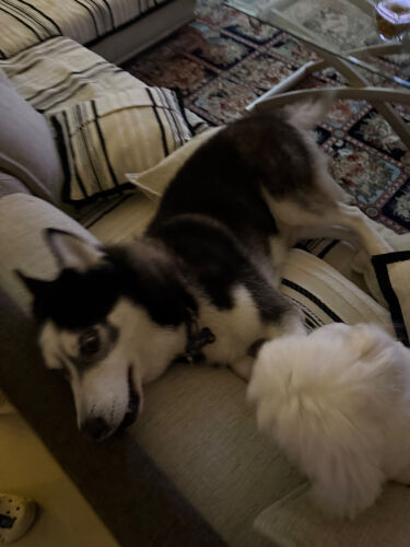 husky for sale hugo