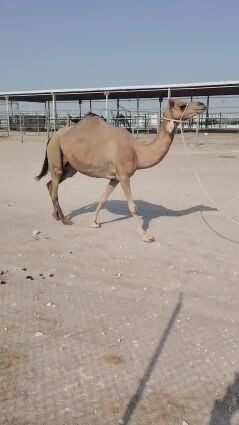 للبيع ناقة عمانية عشرا