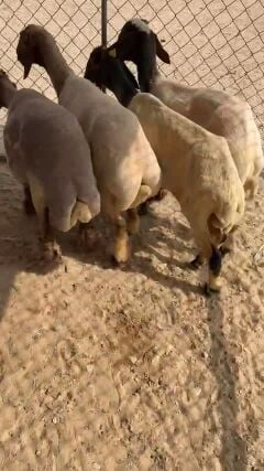 سوريات مع الفجل 