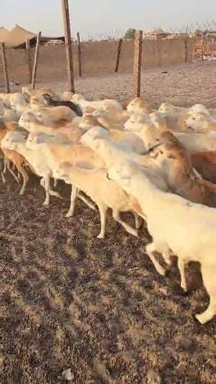 بيع