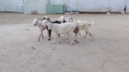 معزه رحبيات