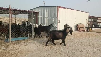 معزا للبيع 