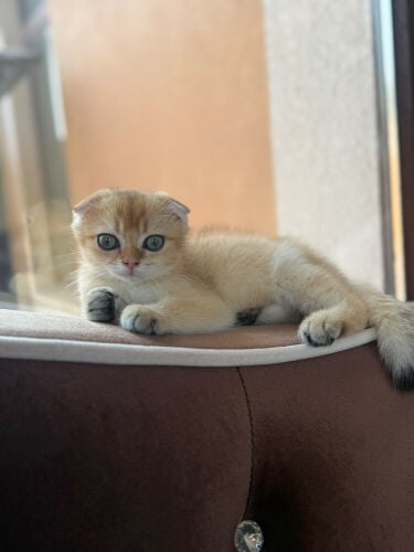 ذكر سكوتش فولد .