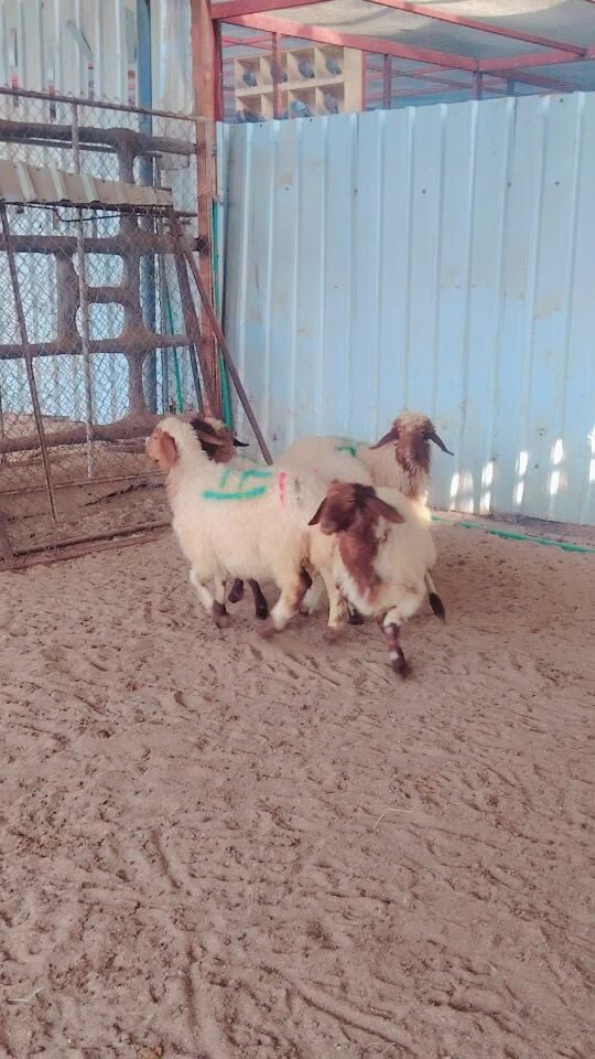 رخال بلديه خمسه